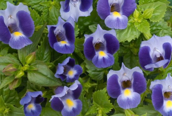 Torenia Plant – A growing guide