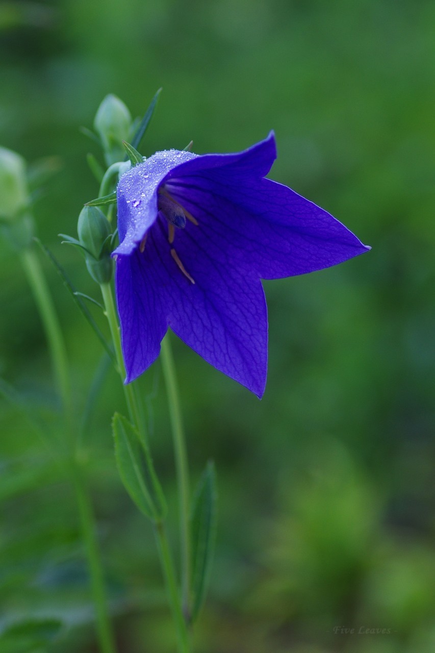 Balloon Flower Growing Guide Simply Garden Life
