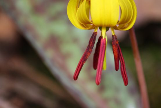 Trout Lily – A guide to growing