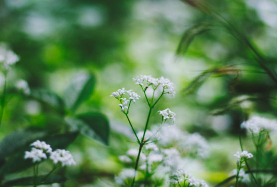 Sweet Woodruff Plants – A Growing Guide