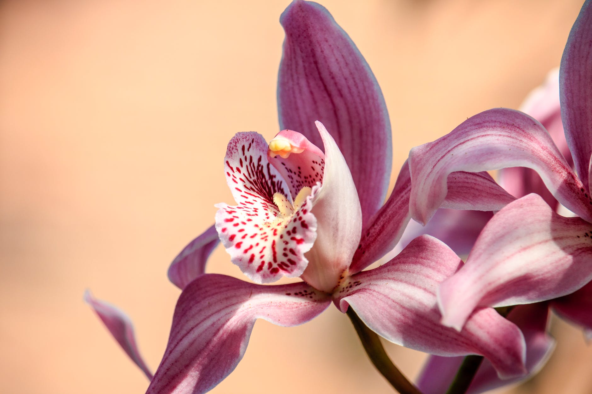 Do orchids do well in shade? Simply Garden Life
