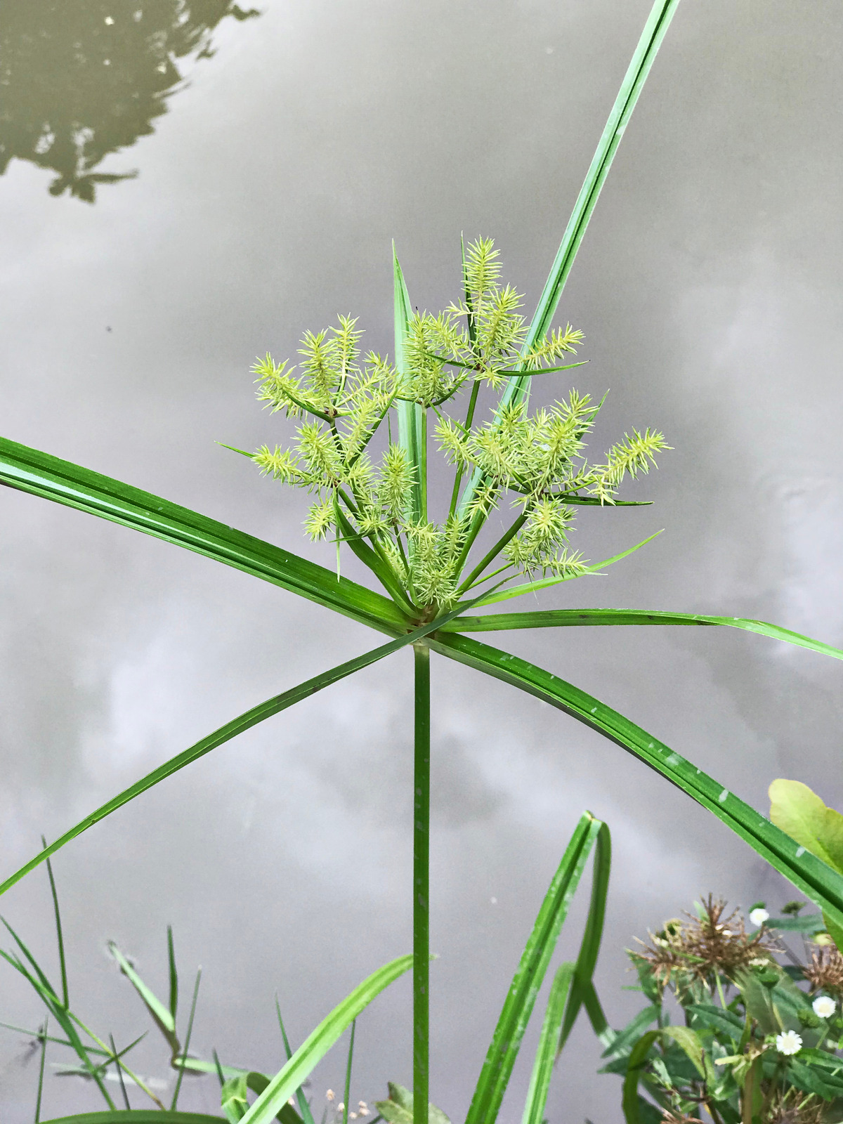 Nutsedge The Role Of Soil Types In Controlling And Treating It Nutsedge the role of soil types in controlling and treating it