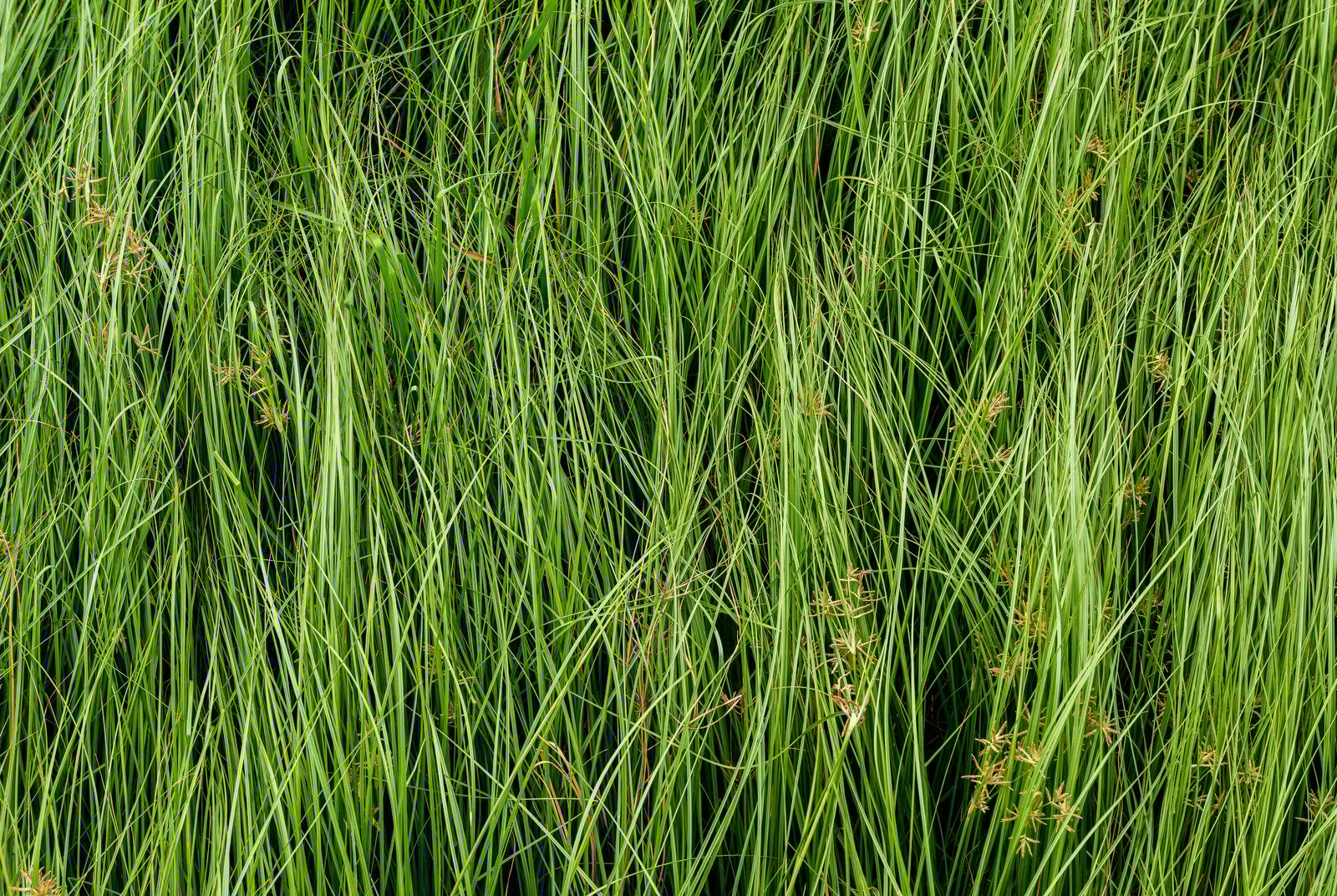 Nutsedge The Role Of Soil Types In Controlling And Treating It can-you-build-on-clay-soil