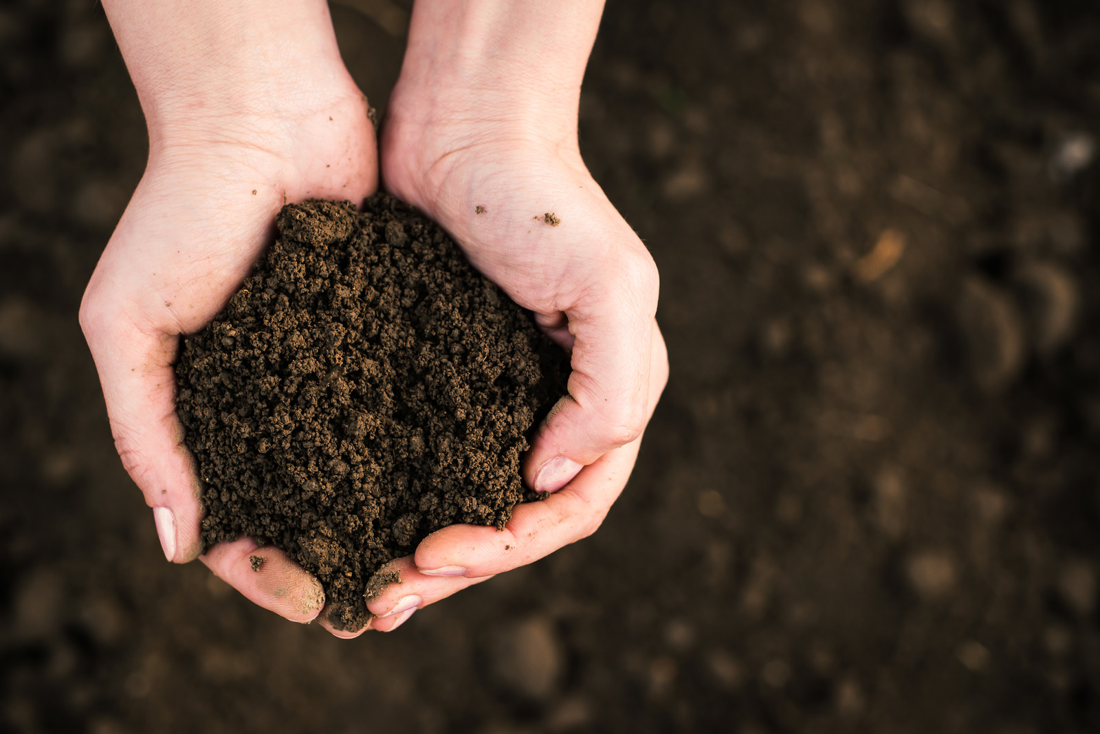 The Difference Between Fill Dirt and Topsoil Simply Garden Life